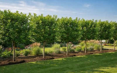 Aménagement extérieur : comment installer une haie brise-vent ?